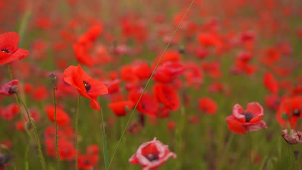 Vallmo blommor fält av röd färg — Stockvideo