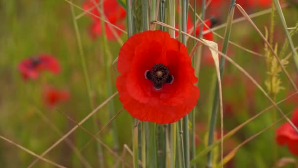 Campo de flores de amapola de color rojo — Vídeo de stock