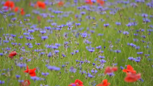 Mák virágok mező és cornflowers vörös és kék színek — Stock videók