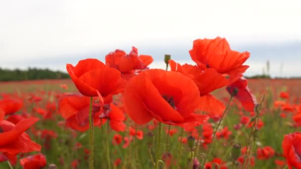 Campo de flores papoula de cor vermelha — Vídeo de Stock