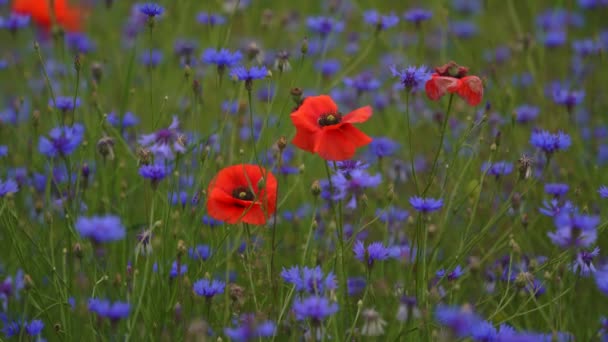 Campo de flores de amapola y acianos de colores rojo y azul — Vídeo de stock