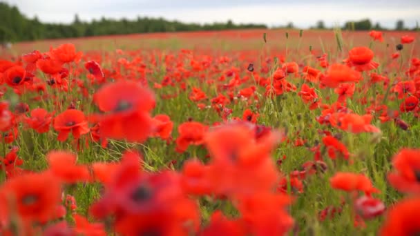 Campo de flores de amapola de color rojo — Vídeo de stock