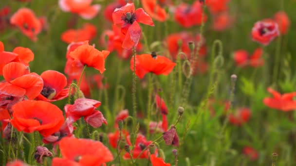 Vallmo blommor fält av röd färg och humlor flyger runt — Stockvideo