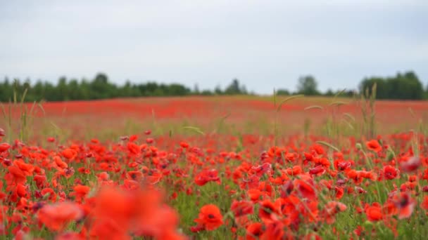 Mohn Blumen Feld von roter Farbe und Wald Hintergrund — Stockvideo