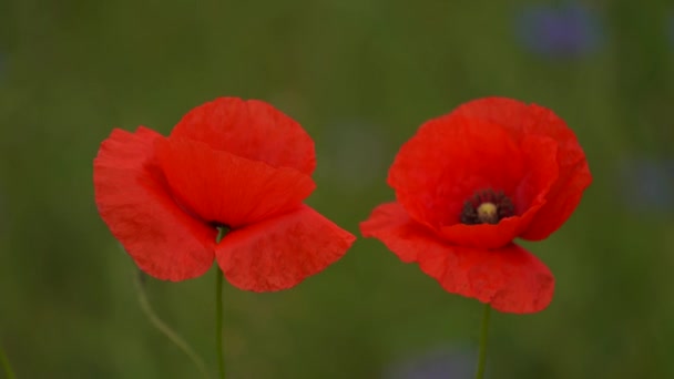 Zwei Mohnblumen von roter Farbe aus nächster Nähe — Stockvideo