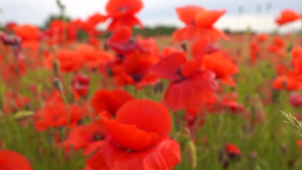 Campo de flores de amapola de color rojo — Vídeos de Stock