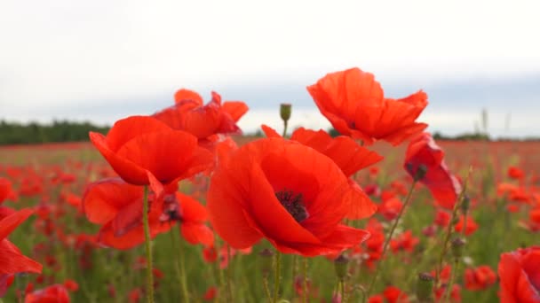 Flores de amapola en el viento de cerca en el campo — Vídeos de Stock