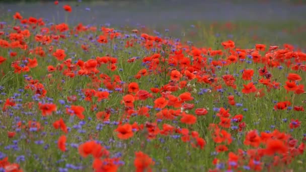 Klaproos bloemen veld en korenbloemen van rode en blauwe kleuren — Stockvideo