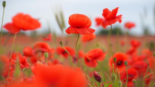 Vallmo blommor i vinden närbild på fältet — Stockvideo