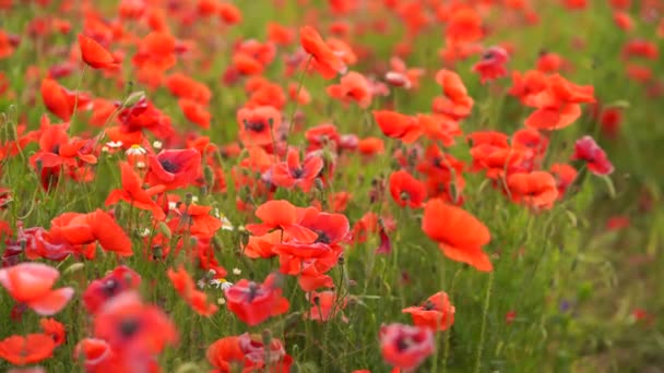 Vallmo blommor fält av röd färg — Stockvideo