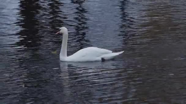 Cisne nadando en un lago en 4k — Vídeo de stock