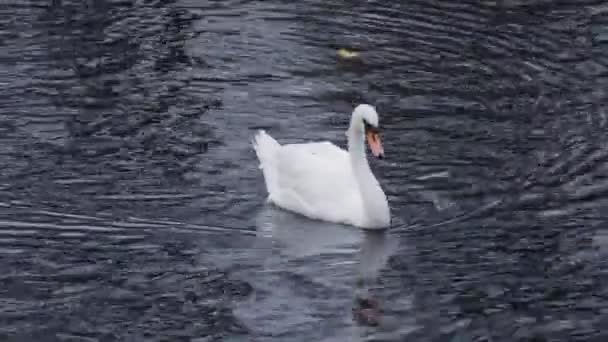 Cygne nageant dans un lac en 4k 