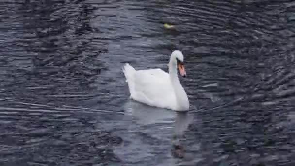 Лебеді плавають в озері за 4k. — стокове відео