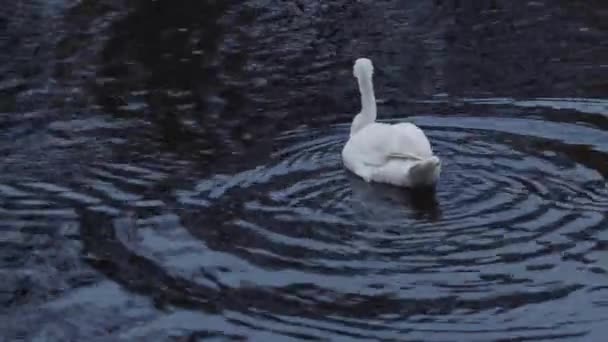 Cisne nadando em um lago em 4k — Vídeo de Stock