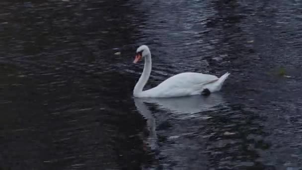 Cygne nageant dans un lac en 4k 