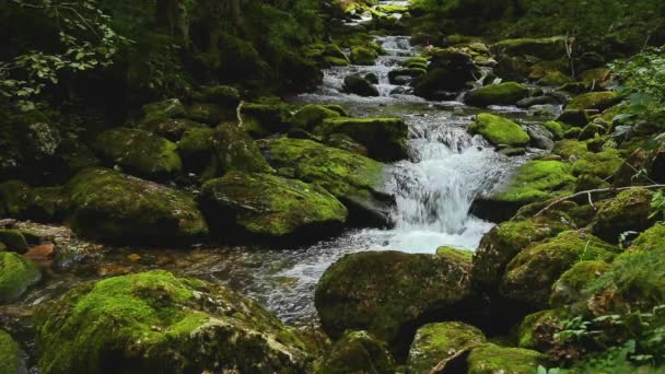 Geirangelva las rzeki w górach — Wideo stockowe