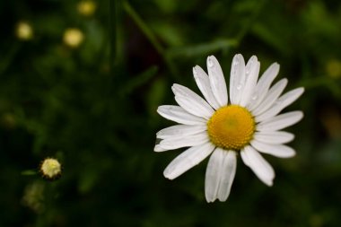 Su damlaları ile beyaz papatyalar yeşil çimlere yakın ve bulanık arkaplan