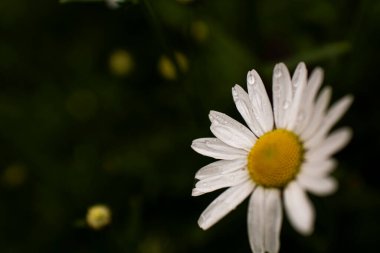 Su damlaları ile beyaz papatyalar yeşil çimlere yakın ve bulanık arkaplan