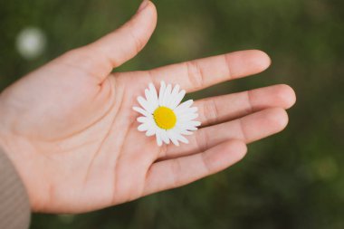 Bir beyaz ve bir küçük papatya. Avuç içine yakın.