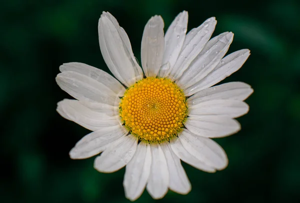 Marguerites Blanches Avec Des Gouttes Eau Près Dans Herbe Verte — Photo