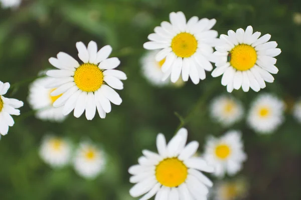 White Daisies Water Drops Close Green Grass Blurred Background — Stock Photo, Image