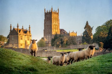 Cotswold koyun neer Chipping Campden Gloucestershire'deki/daki oteller kilise ile arka planda