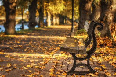 Everham Worcestershire 'da bir parkta sonbahar yaprakları dökülüyor.