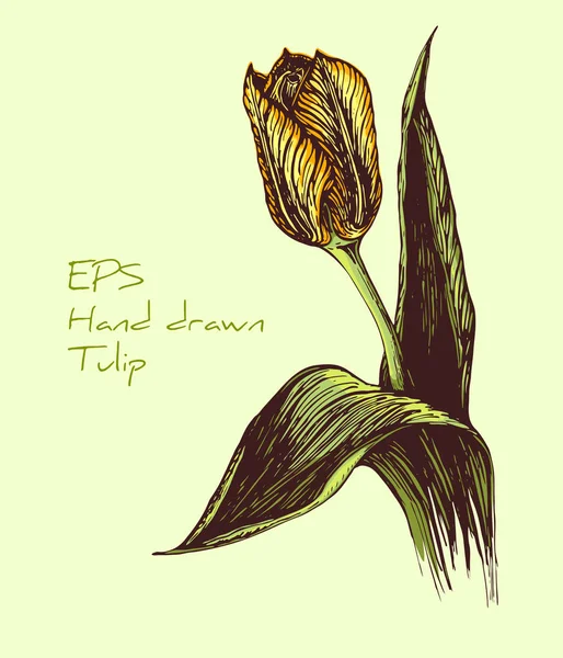 Hand getekende Vintage vector Tulip illustratie. Hand getekende kleurrijke illustratie van Tulip bloem. Lente Tulip bloem afbeelding. zwart witte geïsoleerde schets. retro stijl — Stockvector