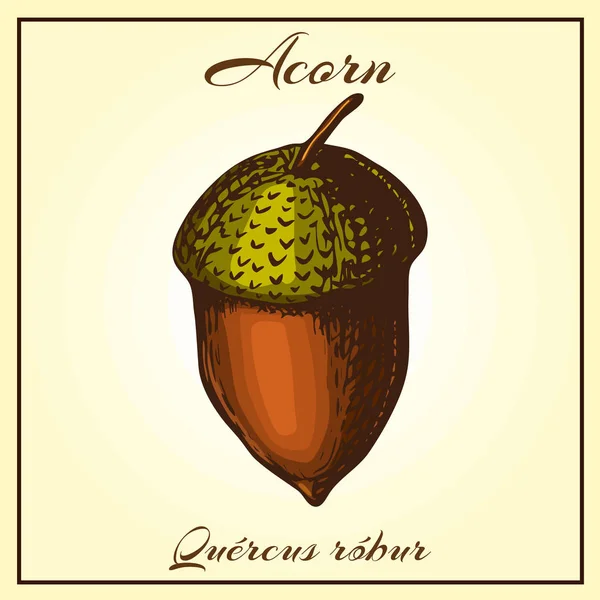 Dibujado a mano Acorn vector ilustración. color Acorn sobre fondo beige en estilo vintage. Cartel botánico de diseño gráfico . — Archivo Imágenes Vectoriales