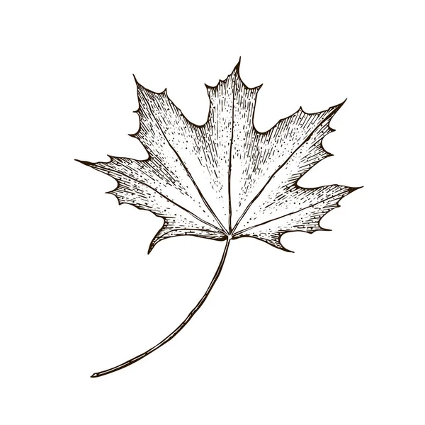 Maple leaf. Vector vintage engraved illustration. Isolated on white background Vector maple autumn drawing leaf. Hand drawn detailed botanical illustration — Stock Vector