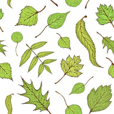 Dikişsiz renkli orman yaprakları desen. Vektör vintage renkli yeşil veaves illüstrasyon oyulmuş. Beyaz arka planda yeşil yapraklar deseni. Vektör sonbahar çizim orman yaprakları. Yalıtılmış nesne.
