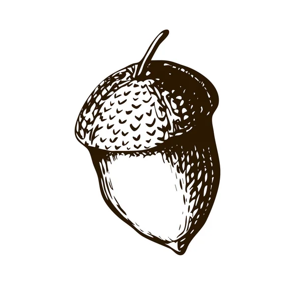 Hand Drawn Illustration - Single Acorn (dalam bahasa Inggris). ukiran kuno ilustrasi buah pohon ek. acorn di latar belakang putih dalam gaya vintage . — Stok Foto