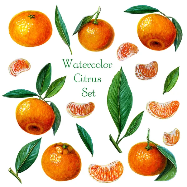 Collection de mandarines ou mandarines ou clémentines avec feuilles et tranches. Illustration à l'aquarelle peinte à la main de jus d'orange frais agrumes. Mandarines orange, tranches de mandarines et feuilles — Photo