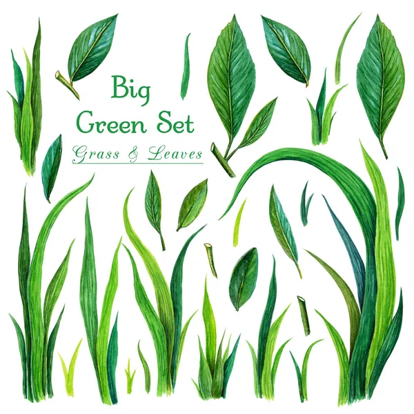 수채화 녹색 잔디와 잎의 큰 세트입니다. 수채화 신선한 녹색 잔디와 흰색 배경에 고립 된 잎. 손으로 그린 수채화 그림의 다양 한 잔디와 잎 요소. 봄 — 스톡 사진