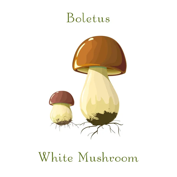 Ή μανιτάρια Boletus απομονώνονται σε λευκό φόντο. για την ετικέτα και την αγορά προϊόντων του γαστροσχεδίου. — Διανυσματικό Αρχείο