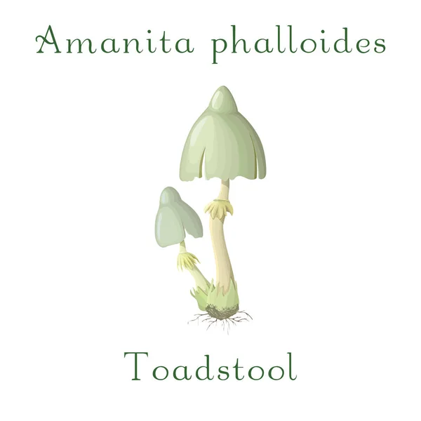 Toadstool isolé sur fond blanc. champignon toxique de la forêt. Tabouret en forme de dessin animé. Illustration vectorielle des phalloides d'amanita . — Image vectorielle