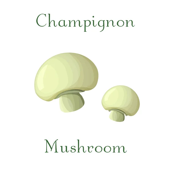 Champingnon paddestoel illustratie. hand getekende cremi champingnon geïsoleerd op witte achtergrond. — Stockfoto