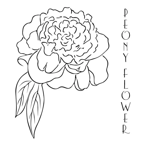 Peony line drawing. hand drawn outline peony flower.