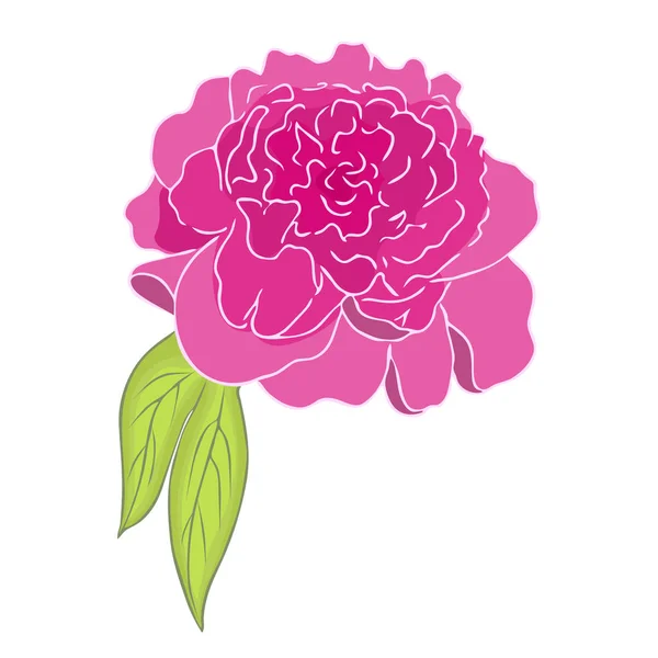 pink peony flower. colored sketch of peony. Graphic illustration of peony isolated on white backdrop. peony hand drawn. Great for wedding invitations, cards, tickets, branding, prints.