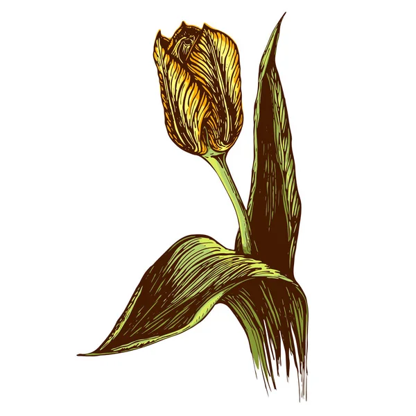 Ilustración de la vendimia vector dibujado a mano de la flor del tulipán sobre fondo blanco. gráfico de flores de tulipán grabado. boceto de color de tulip.flower obras de arte. ilustración vintage en blanco y negro de tulipán . — Vector de stock