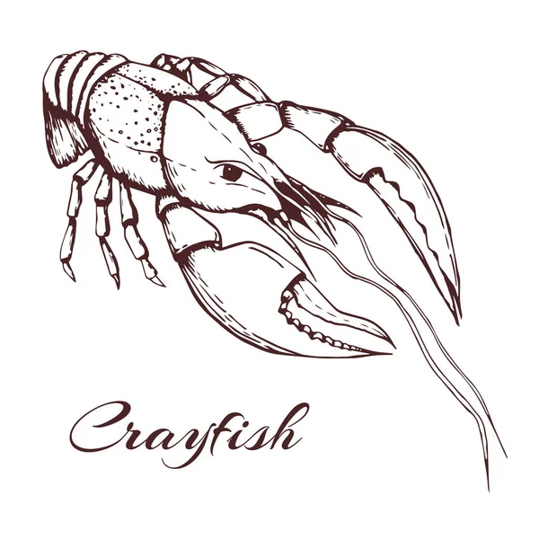 Hand drawn vector vintage illustration of crayfish on white background. engraved crawfish graphic. ink sketch of seafood. Outline crayfish. black and white vintage illustration of lobster. — Stock Illustration Hand drawn vector vintage illustration of crayfish on white background. engraved crawfish graphic. ink sketch of seafood. Outline crayfish. black and white vintage illustration of lobster. Stock Illustration
