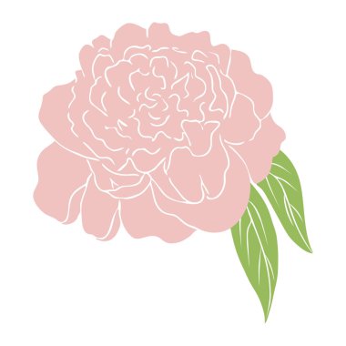 pembe şakayık çiçeği. şakayık renkli kroki. Beyaz zeminde izole şakayık grafik vektör illüstrasyon. şakayık el çizilmiş. Düğün davetiyeleri, kartlar, biletler, marka, baskılar için harika.