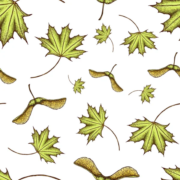 Seamles scolored maple leaf and seeds pattern. vintage colored engraved illustration of maple leaf. Green leaf on begie background. maple autumn drawing leaf. Isolated object.