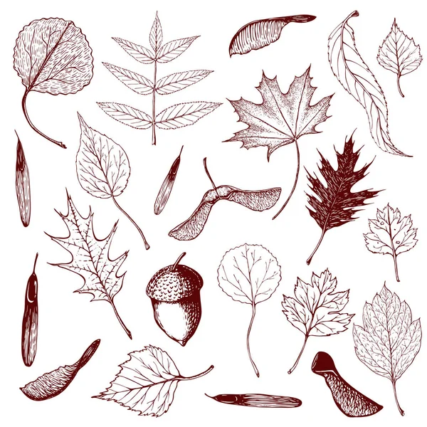 Big collection of engraved forest leaves and seeds. Hand drawn outline illustration of different types of leaves like birch, willow, hawthorn, oak, poplar.Various seeds and acorn in vintage style — Stock Vector