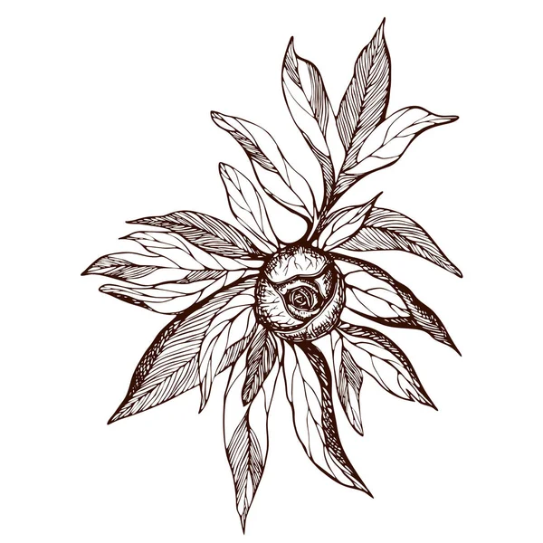 Peonía flor y hojas de dibujo. Tarjeta floral grabada a mano vectorial. Ilustración botánica de rama, brote y hojas de peonía en estilo vintage Esbozo de tinta negra. para tatuaje, invitaciones , — Vector de stock