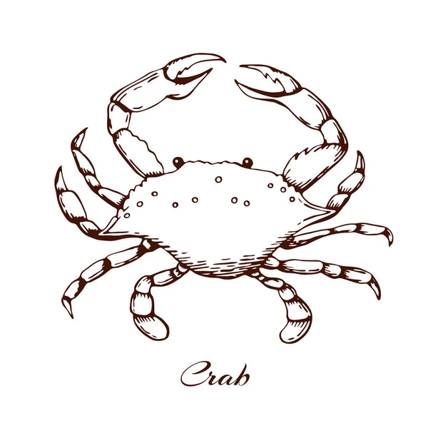 blue crab . seafood design element. sea animal with claws. engraved vintage crab. outline illustration, hand drawn crab. Hand drawn black and white seafood illustration.