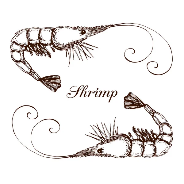 Hand drawn engraved ink shrimp or prawn illustration isolated on white. etched seafood graphic.Outline sketch of realistic shrimp. prawn line drawing.vector shrimps prawns collection in vintage style — Stock Vector