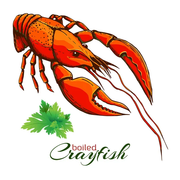 Red boiled crayfish. One boiled lobster with bunch of parsley isolated on white. Hand drawn vector vintage illustration of crayfish with parsley.colored engraved crawfish graphic.ink sketch of seafood — Stock Vector