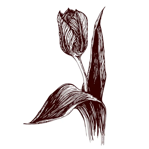 Handritad Vintage illustration av Tulpanblomma på vit bakgrund. graverad tulpan blomma grafik. bläck skiss av tulpan. blomma konstverk. svart och vit Vintage illustration av tulpan. — Stockfoto
