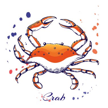 dekorasyon veya tasarım için mürekkep el çizilmiş yengeç kavramı. Mürekkep sıçramış yengeç illüstrasyonu. vektör kırmızı haşlanmış yengeç mürekkep çizilmiş. metin için yer ile beyaz renk sıçramaları ile deniz ürünleri kavramı